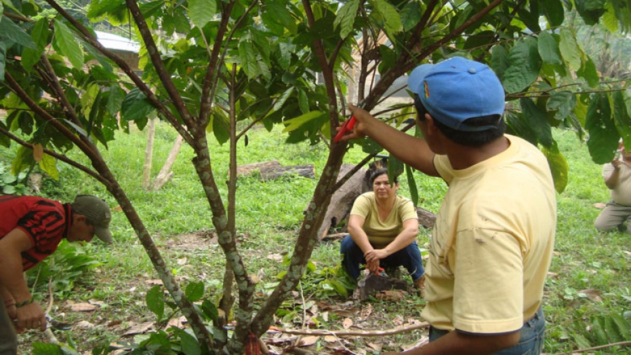 Weiterbildungkurs im Kakaoanbau auf dem Stationsgelände 2012
