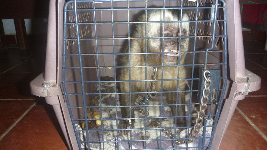 Neuer männlicher Capuchino Mai 2015